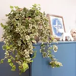 Le Tre Finestre Appartement