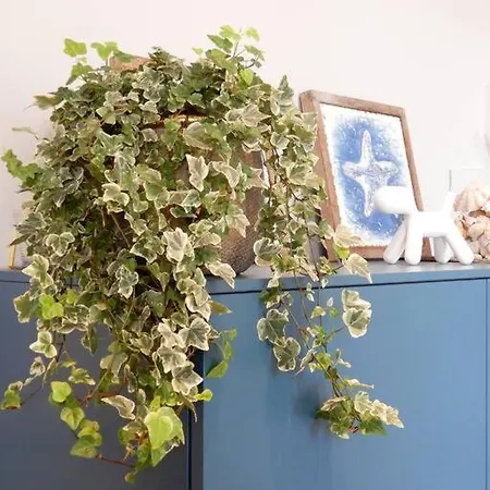 Le Tre Finestre Appartement